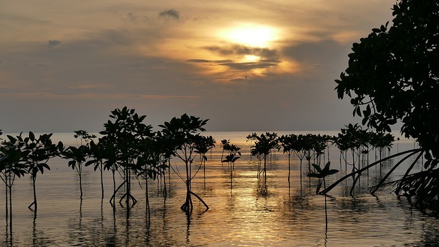 Image of mangroves in water at sunset