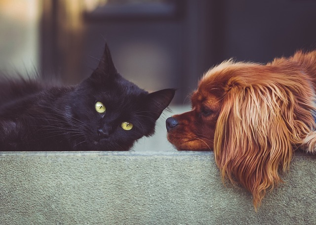 Image of cat and dog on a couch together