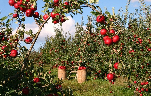 Organic apples, orchard, apple trees